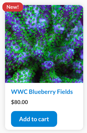 bluebery fields.png