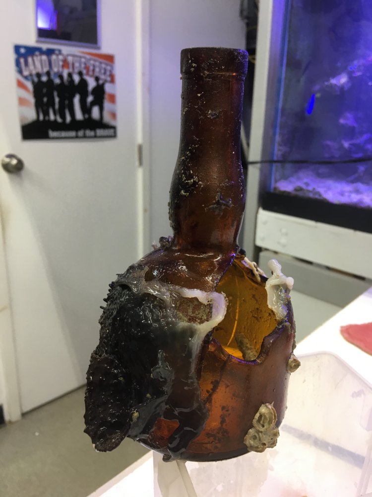 Bottle with sponge.JPG