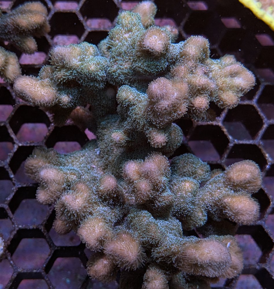 Brown and Green Psammacora.jpg