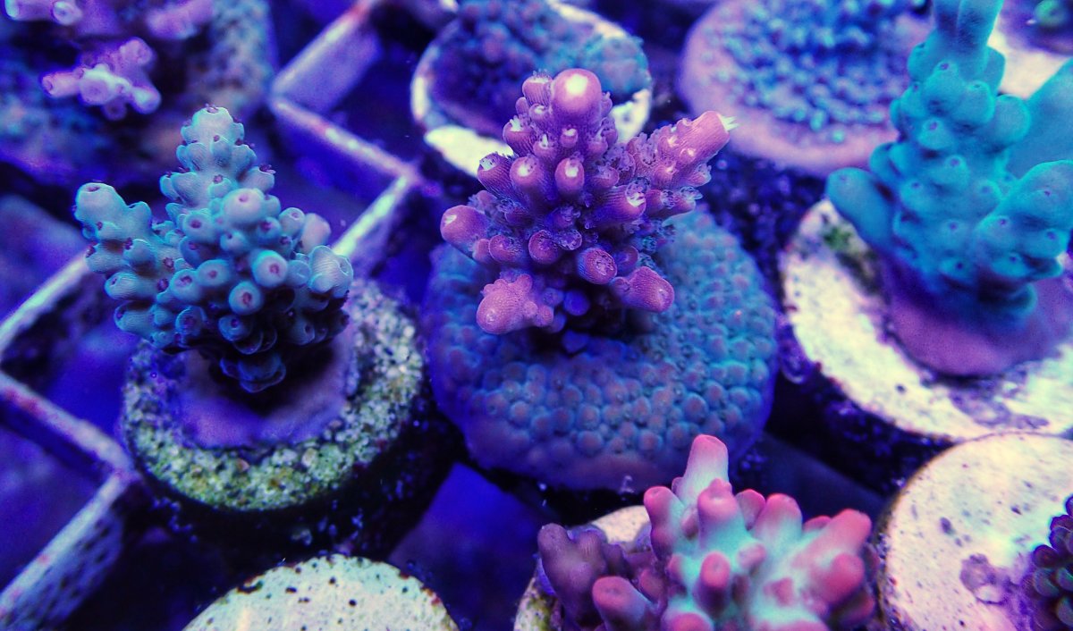 C361756C-B9BA-43FA-8B13-0FE266E9D97A.jpeg