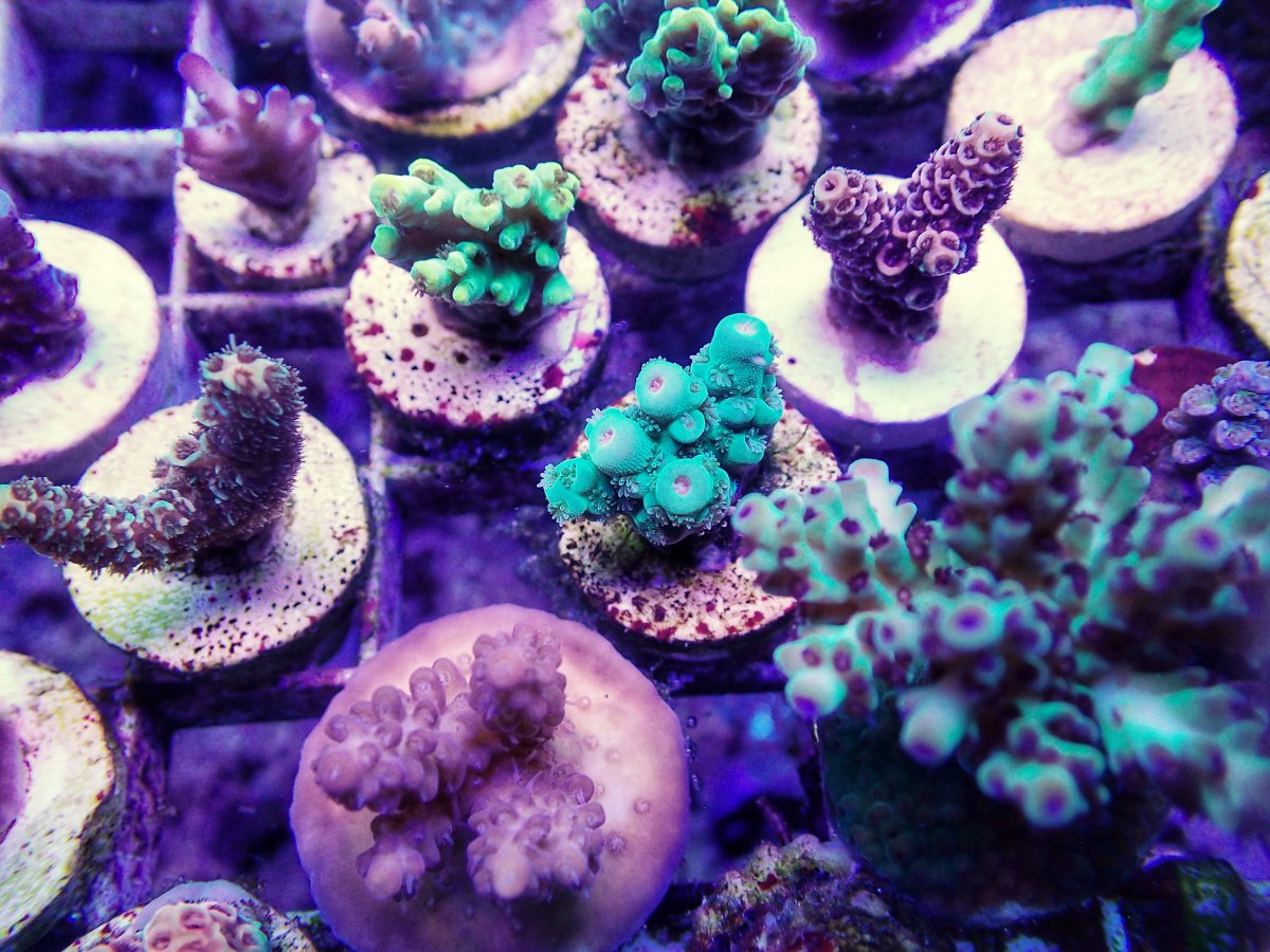 C5D43300-3B47-40E5-ADE9-D528C20486AD.jpeg
