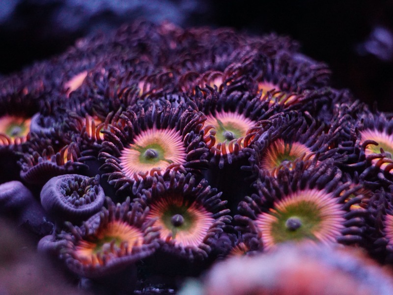 CB  Rainbow Paly.JPG.jpg