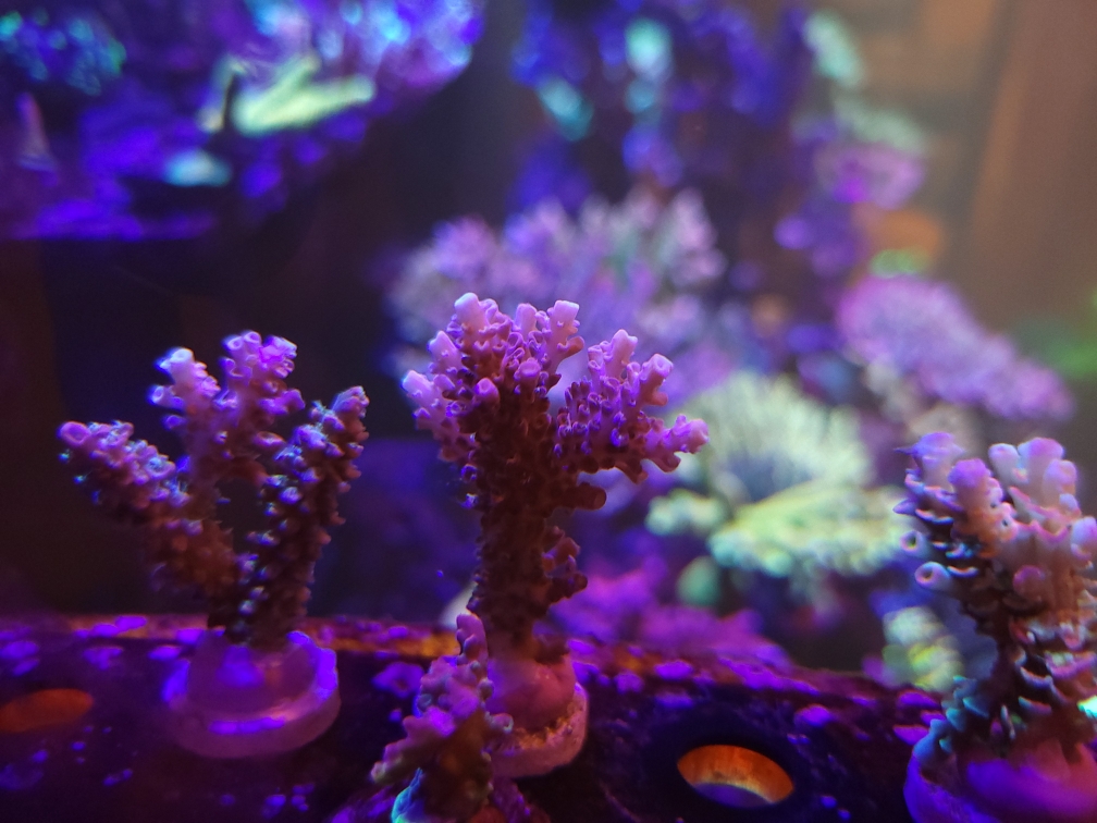 CC voodoo majik.jpeg