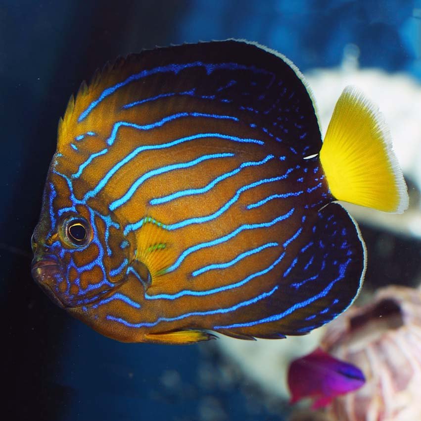 Chinese-Blueline-Angelfish.jpg