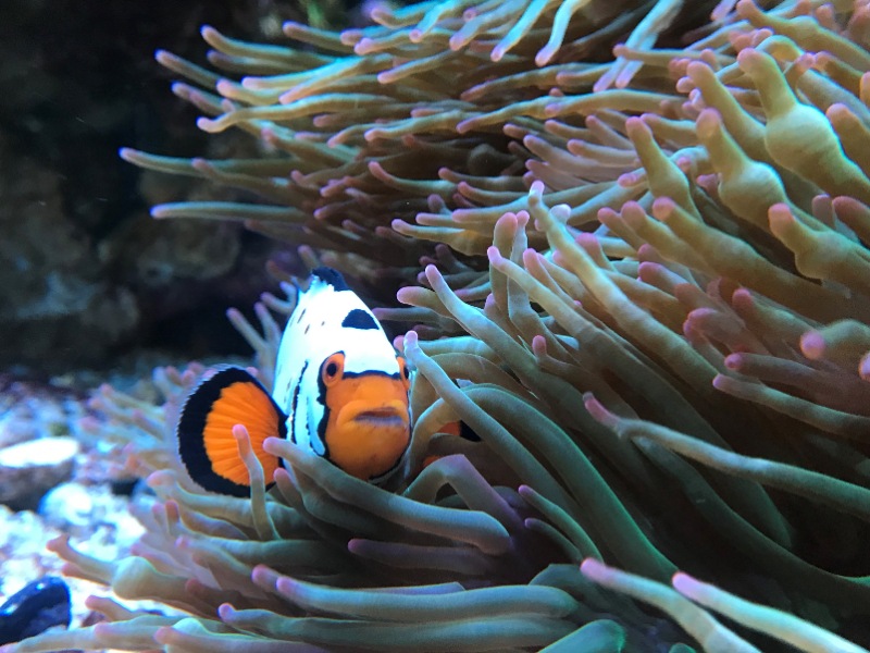 clownfish.jpg