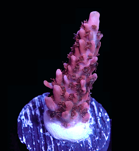 Confetti 1 Thumb.jpg