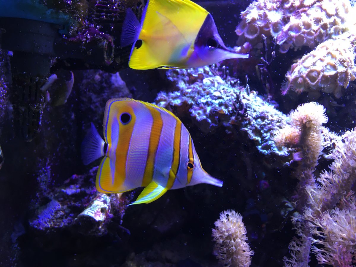 Copper Long Nose.JPG