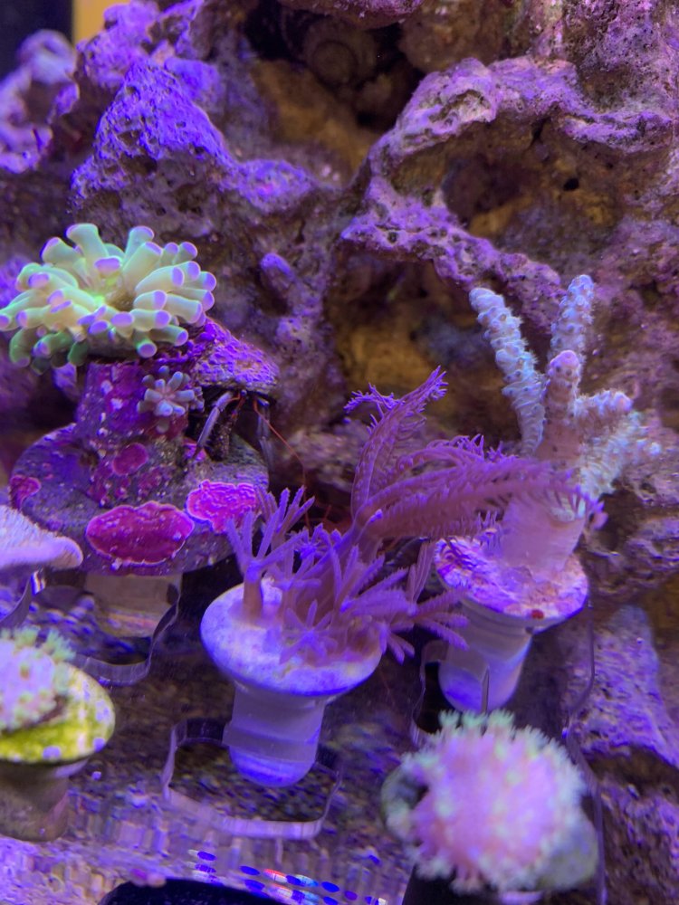 coral 2.jpg