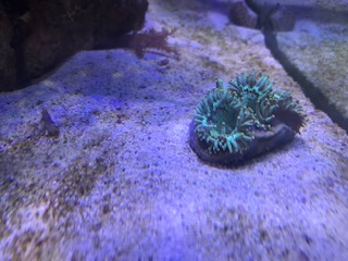 coral - elegance.jpg