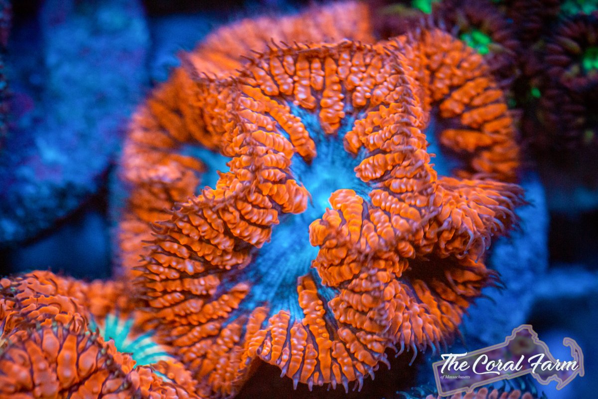 Coral Farm MA 021521-102.jpg