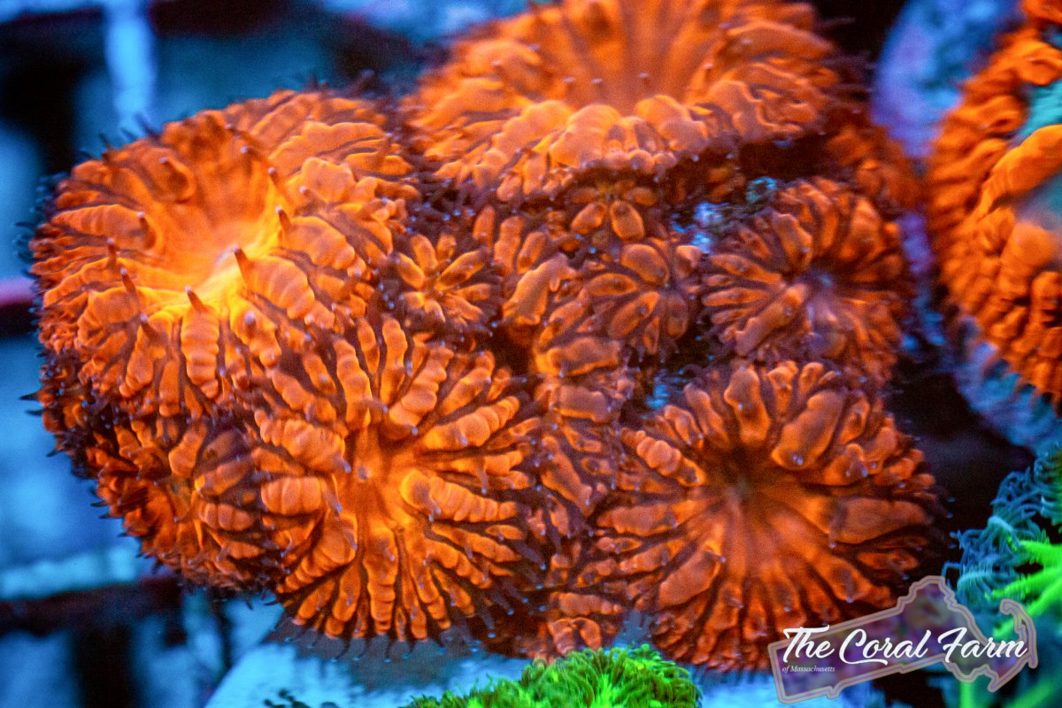 Coral Farm MA 021521-106.jpg