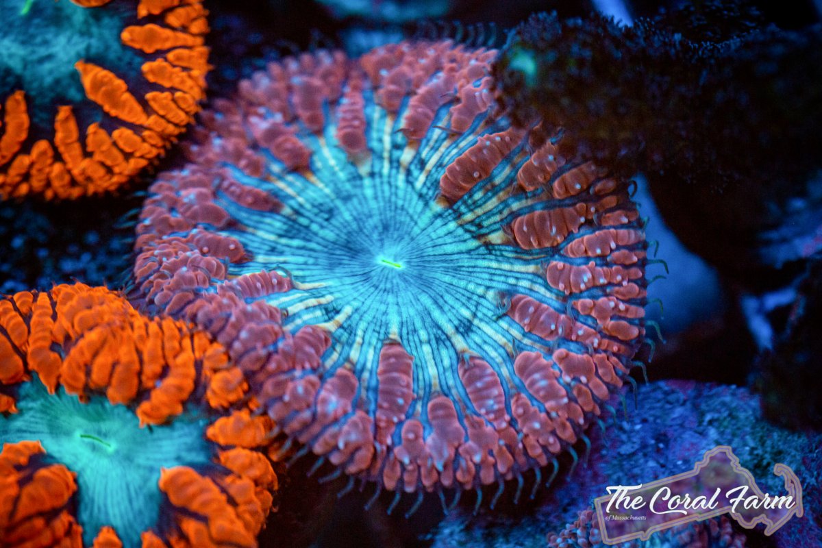 Coral Farm MA 021521-111.jpg