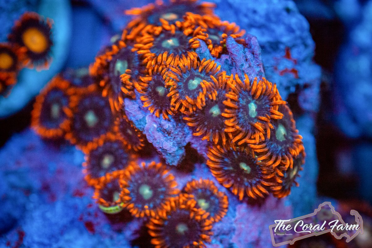 Coral Farm MA 021521-17.jpg