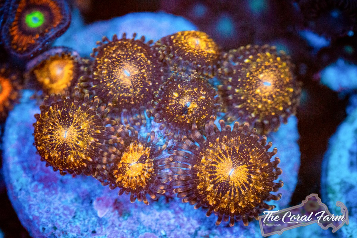 Coral Farm MA 021521-43.jpg