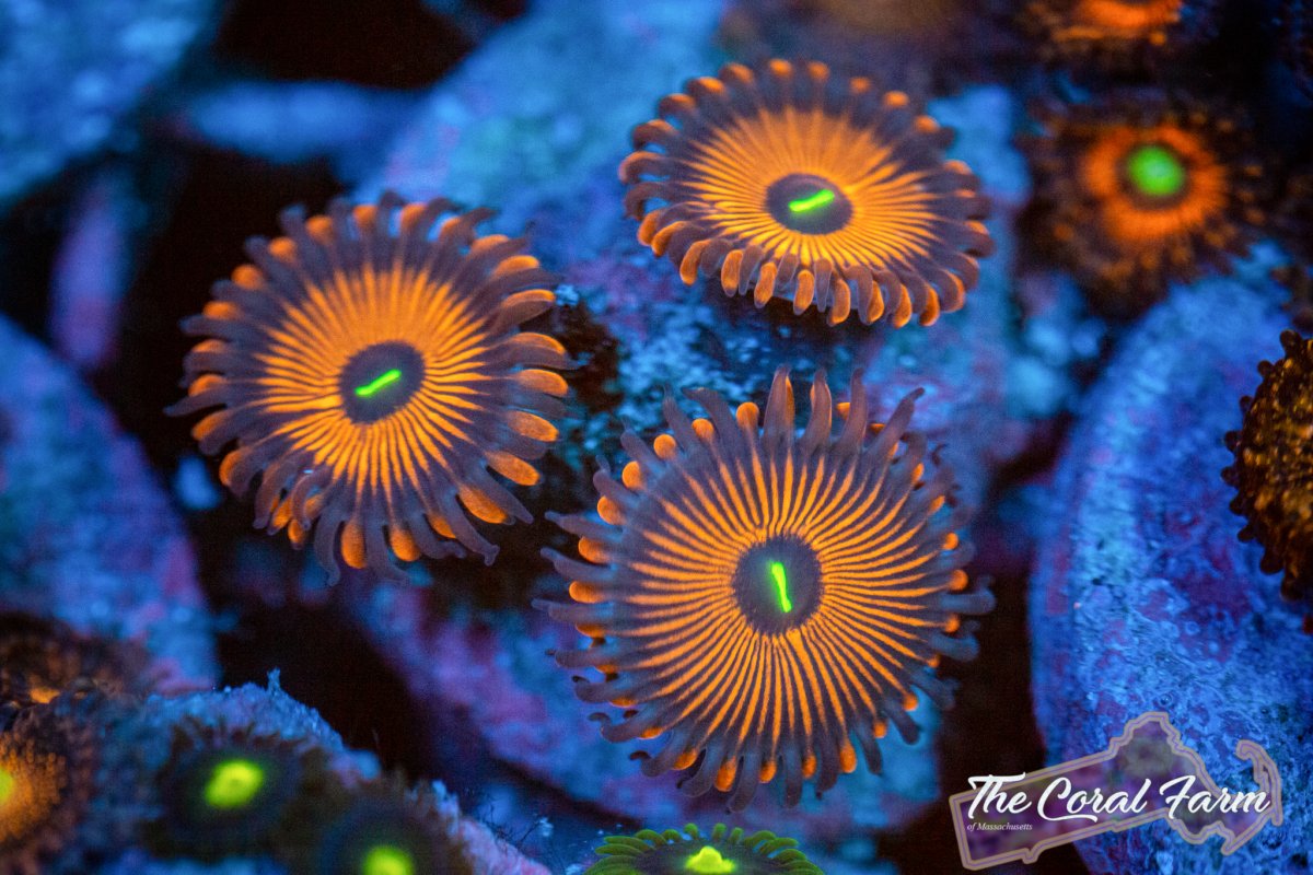 Coral Farm MA 021521-44.jpg