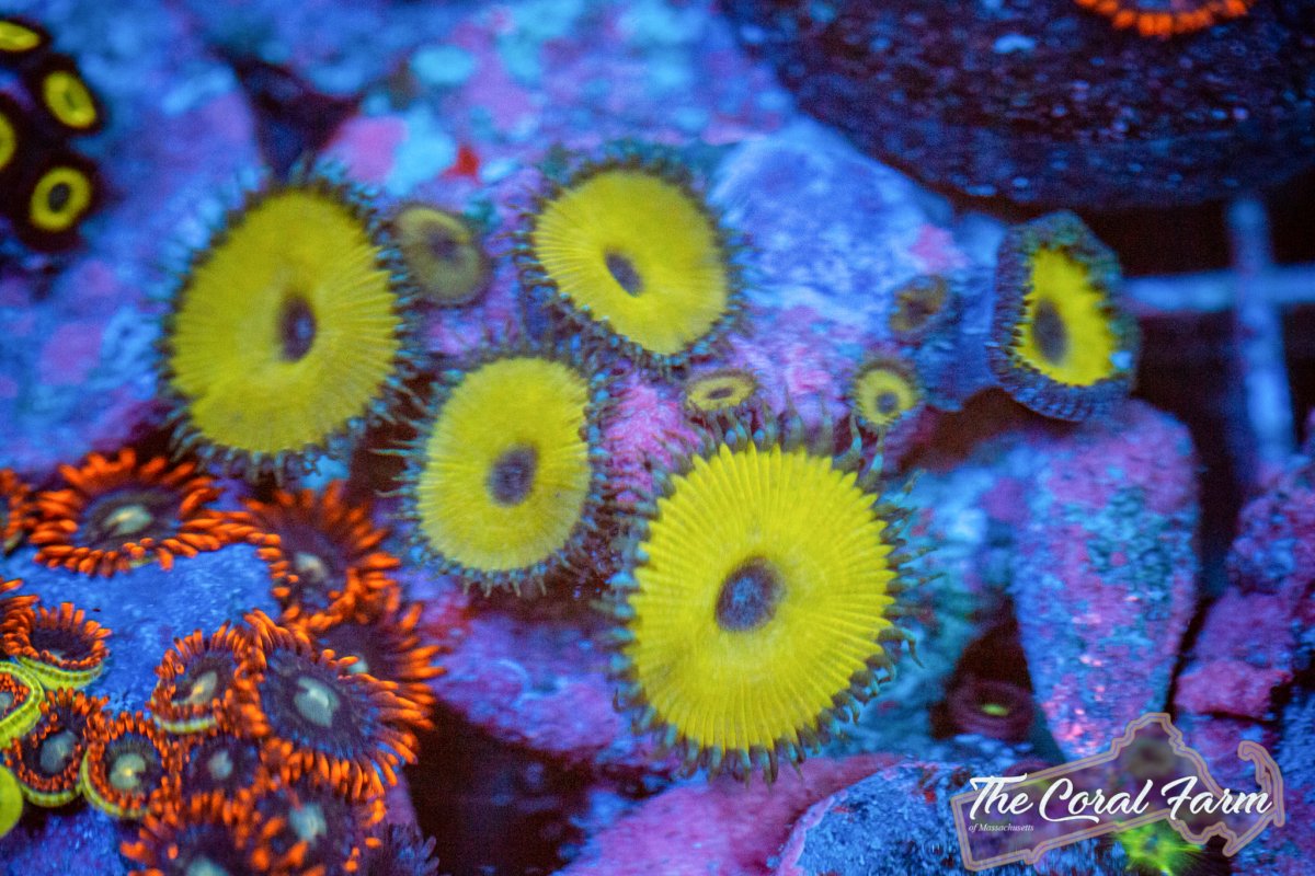 Coral Farm MA 021521-47.jpg