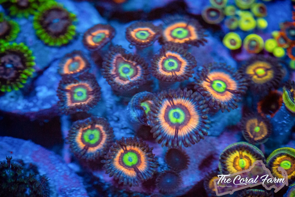 Coral Farm MA 021521-48.jpg