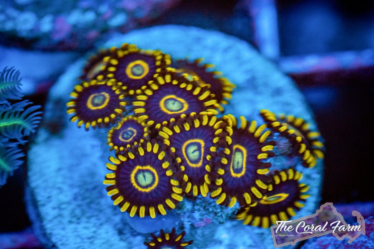 Coral Farm MA 021521-68.jpg