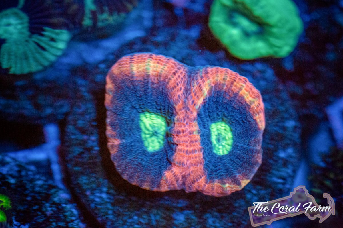 Coral Farm MA 021521-69.jpg