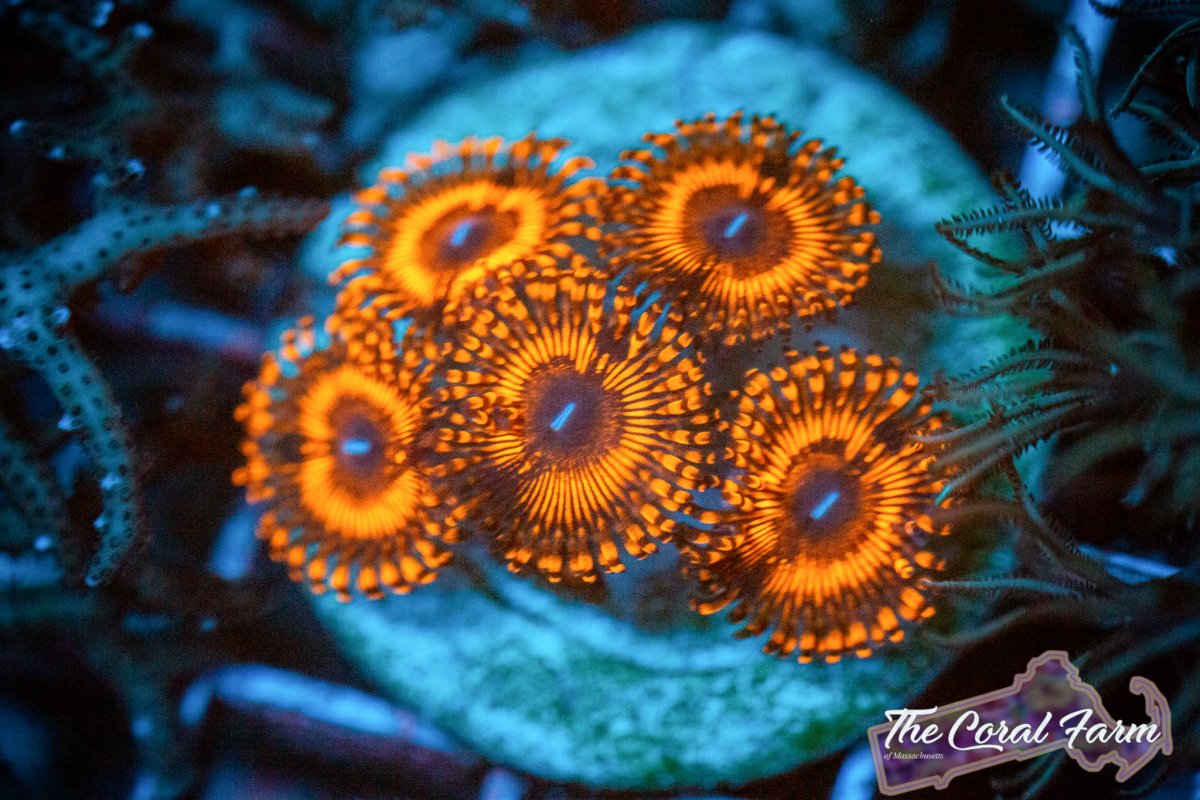 Coral Farm MA 021521-76.jpg