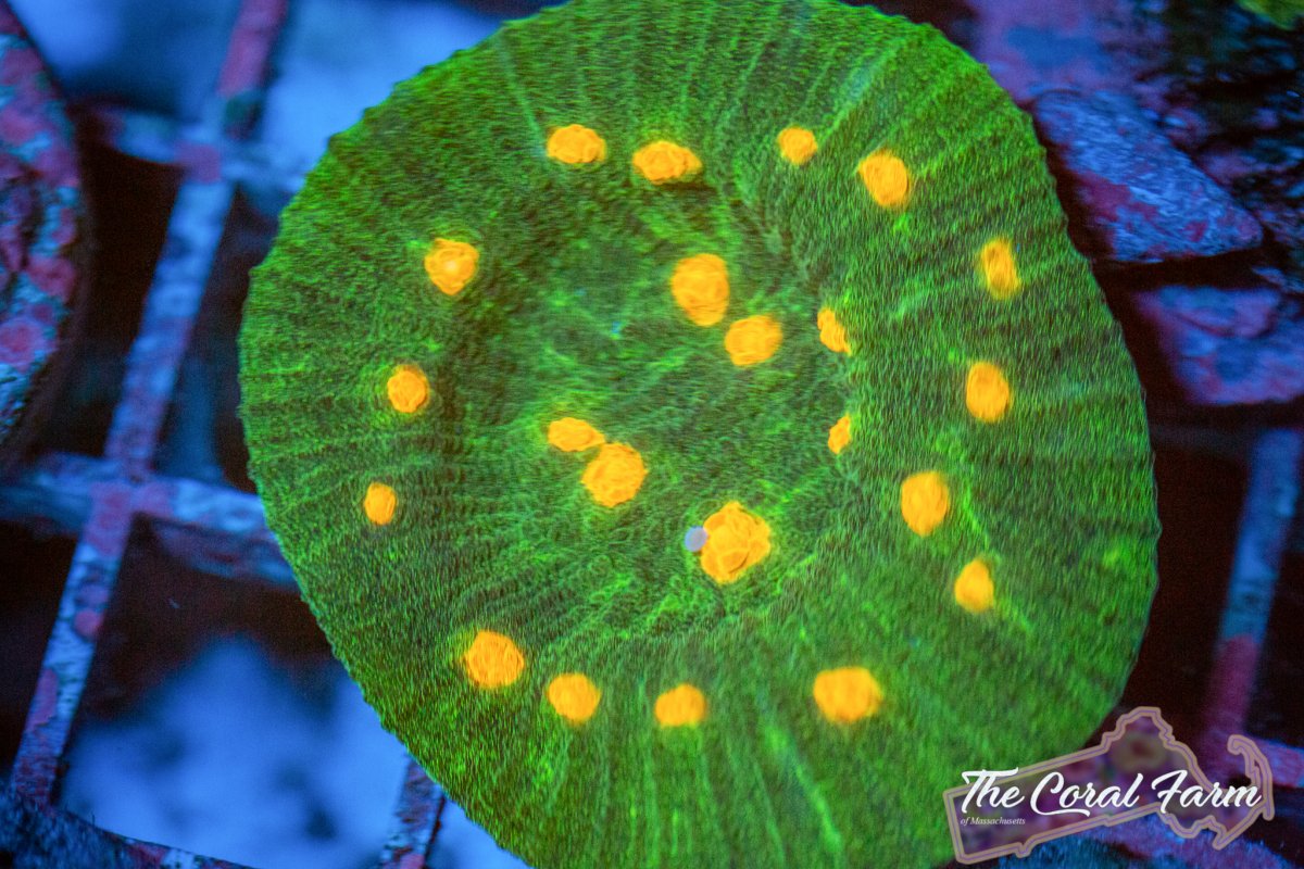 Coral Farm MA 021521-82.jpg