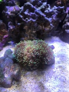 coral - mushroom.jpg