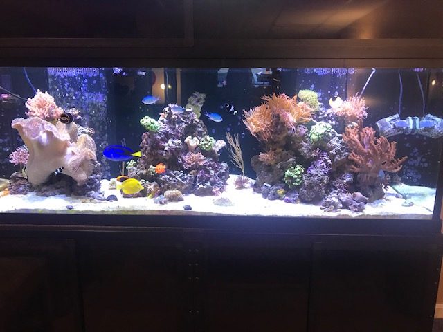 coral - tank.jpg