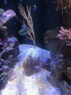 coral - torch.jpg