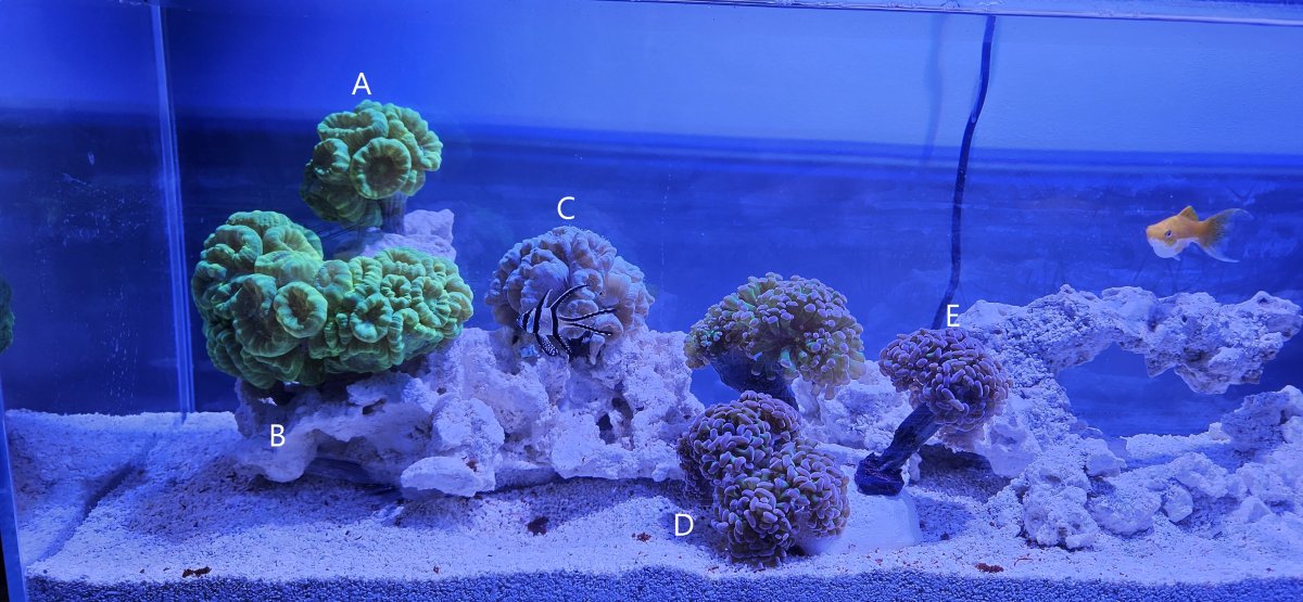 Coral4sale_2-23-23.jpg