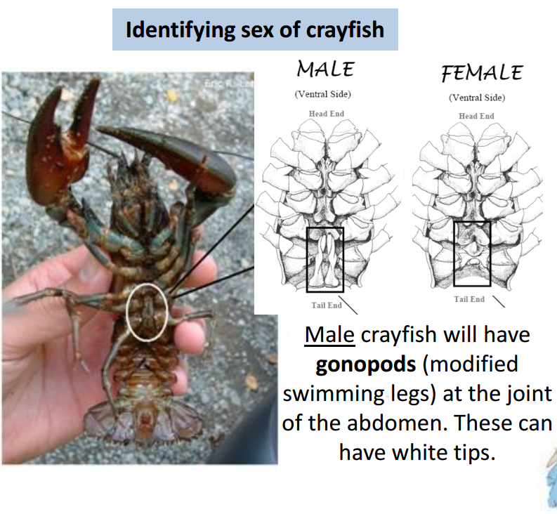 Crayfish_Sexing.PNG