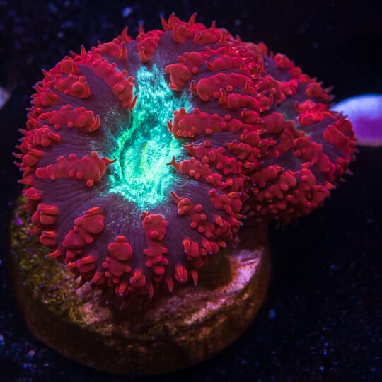 Fifth Element Blastomussa - 29.00 - ANR43-14-337.jpg