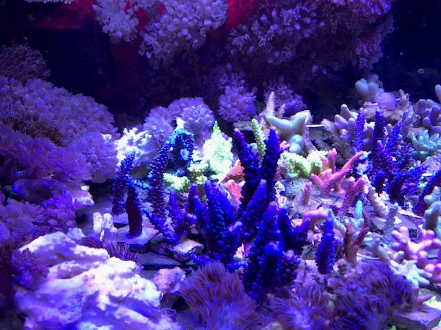 frag tank photo 1.jpg