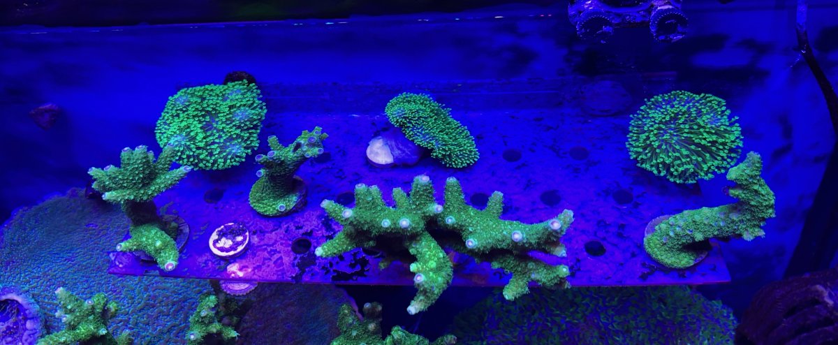 FullSizeRender (1).jpeg