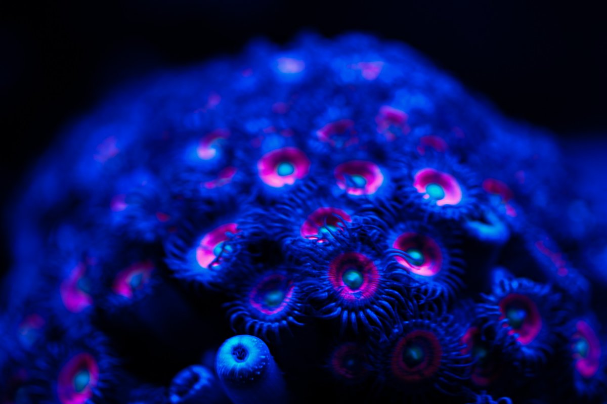 gobbstopperzoas.jpg