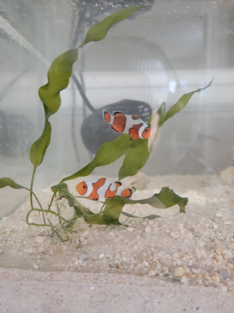 Grade A Picasso Percula Clown Pair.jpg