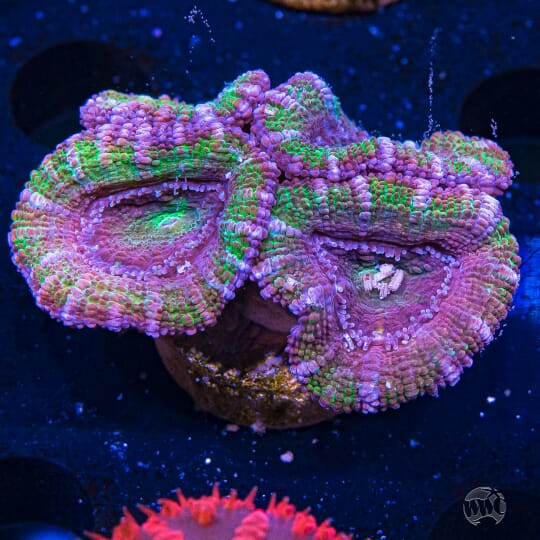 Grapevine Aussie Lord - 28.00 - ANR02-17-469.jpg