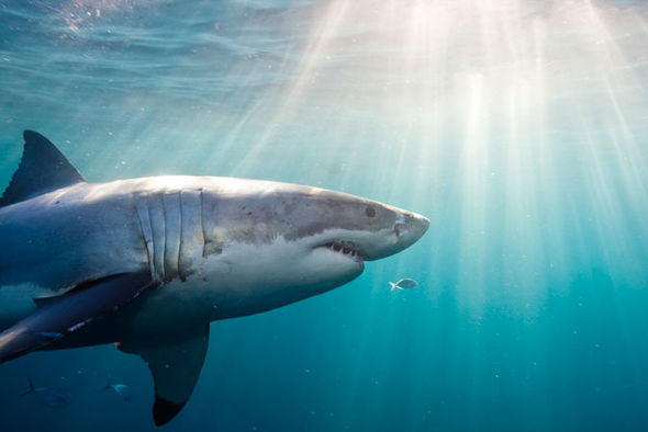 Great-White-Sharks-Aquariums-696020.jpg