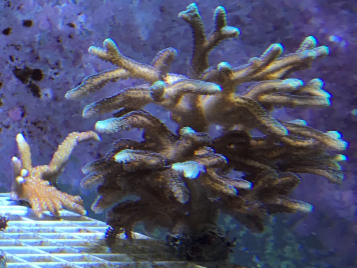 Green Birdsnest Growout.jpeg