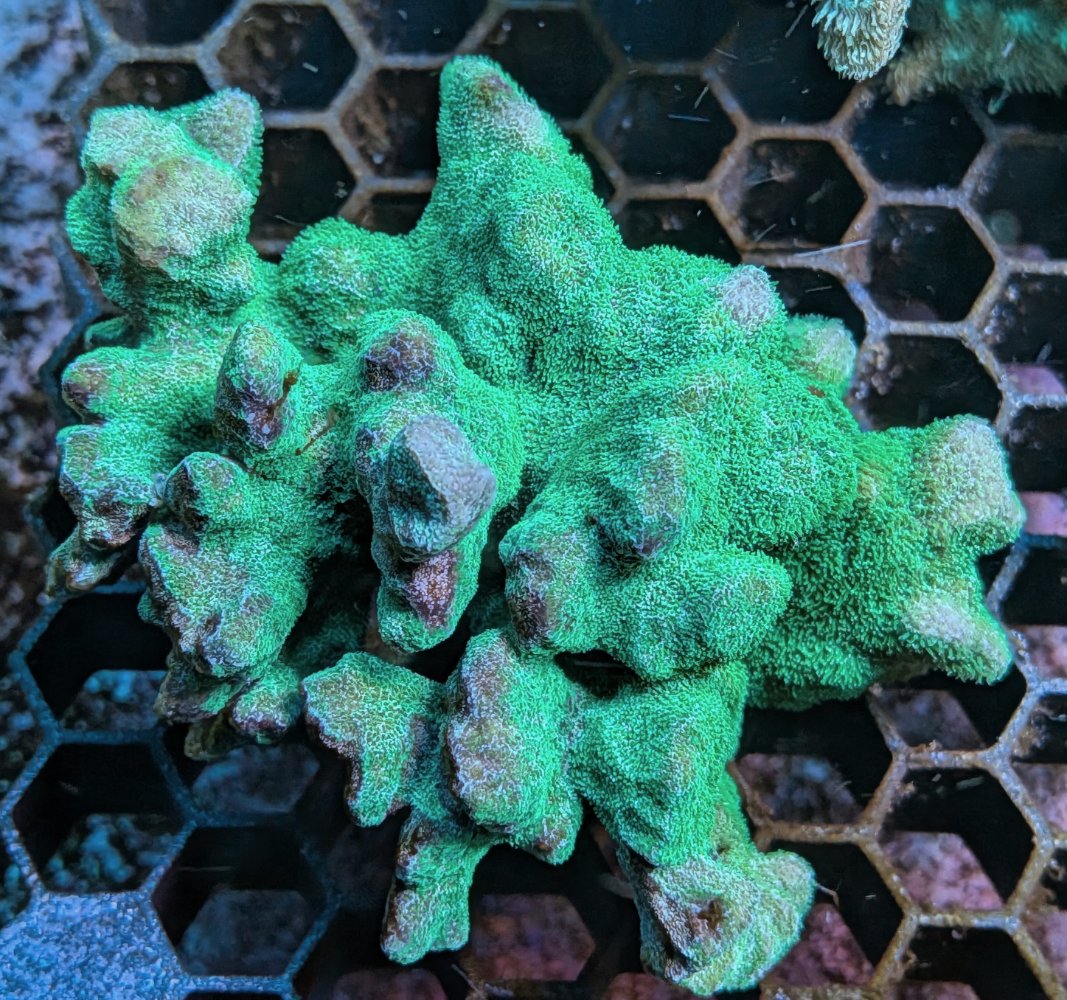 Green Branching Psammacora.jpg