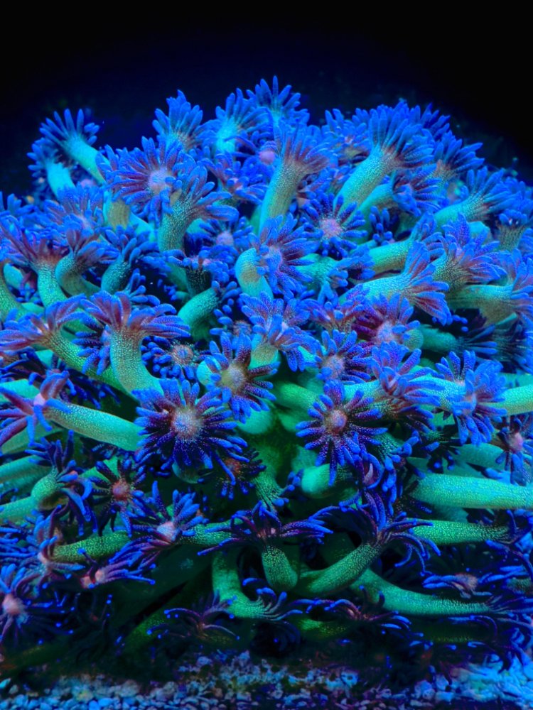 green glittery goni.jpg