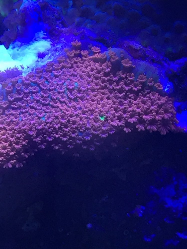 green polyp forest fire digitata.jpg