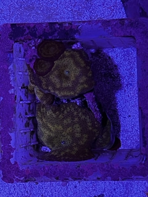 Green Purple shrooms.jpg