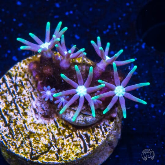 Green Star Polyps - 5.00 - ANR15-73-141.jpg