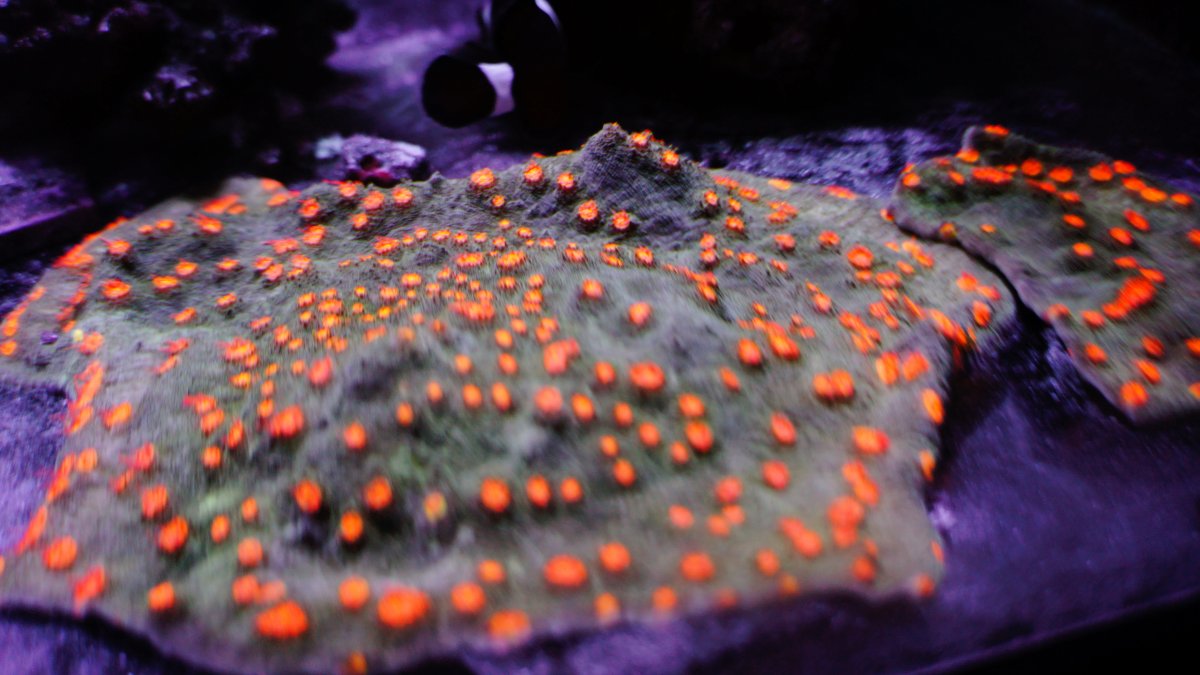 Green with Orange eyes Chalice.JPG