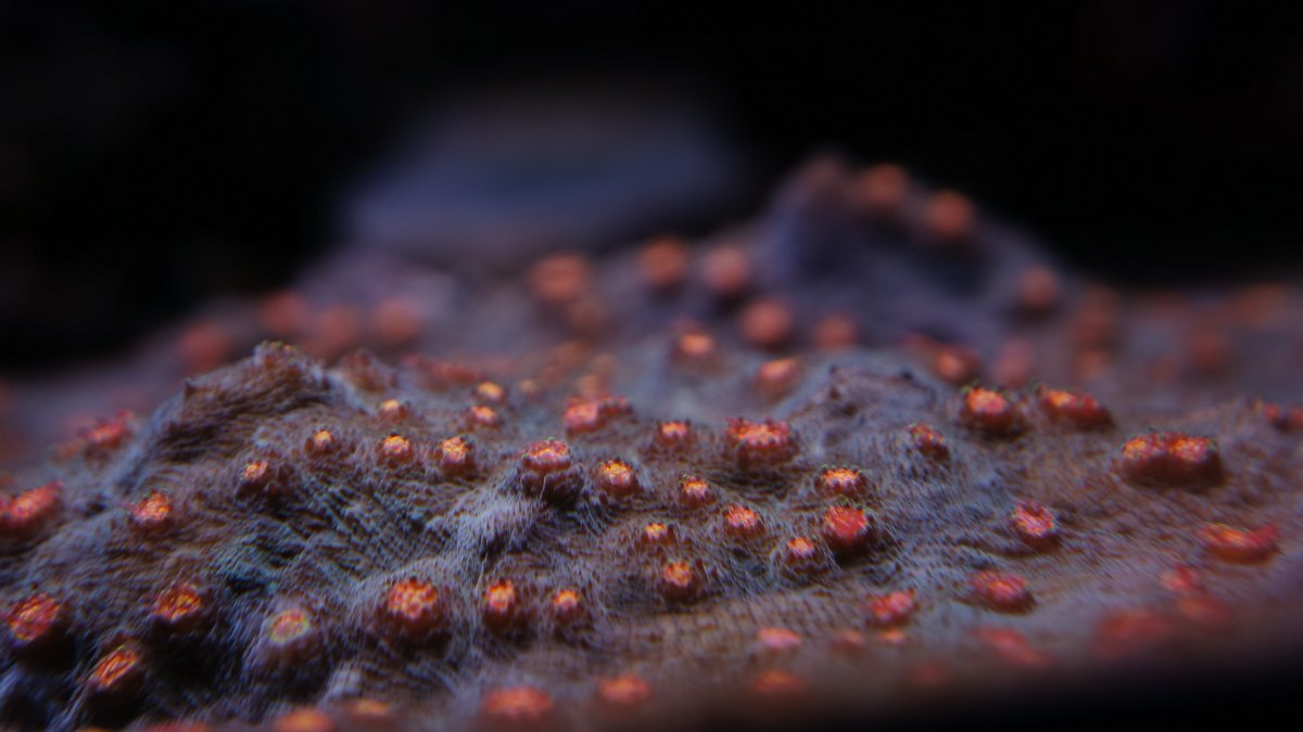 Green with Orange eyes.JPG