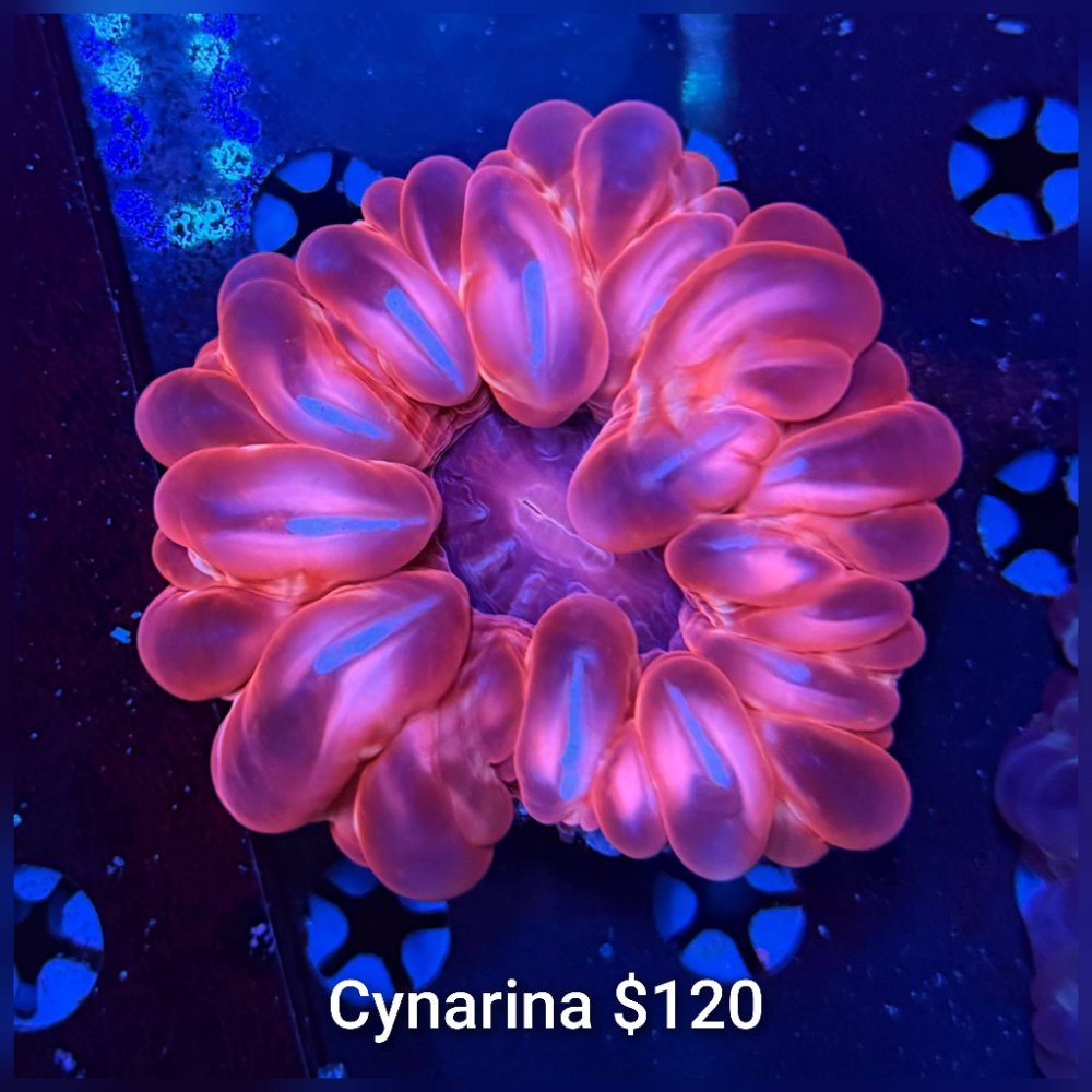 GridArt_20260511_233431449.jpg