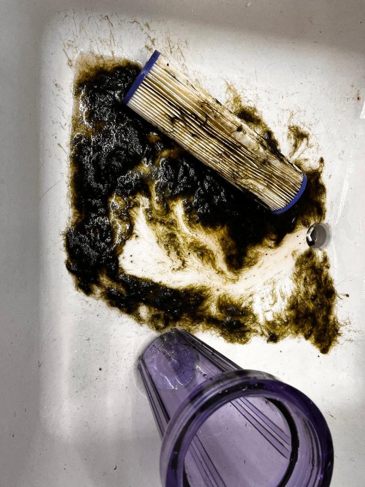 Hair algae in sink.jpg