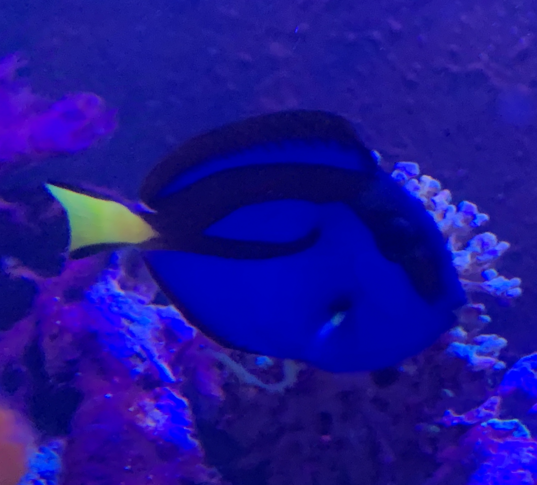Hippo Tang.png