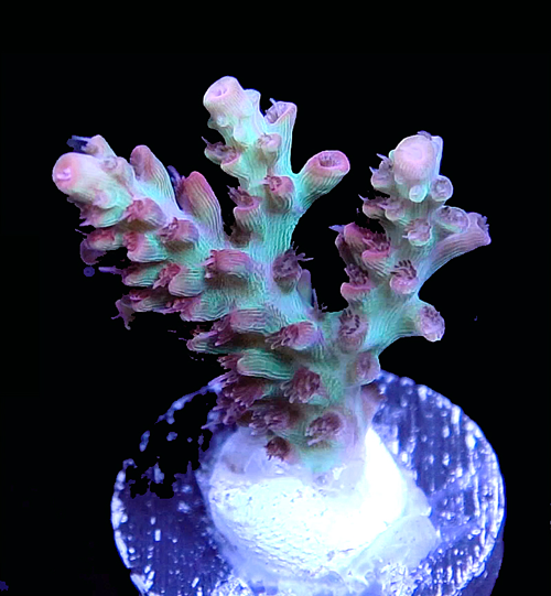 Hype 1 Thumb.png Hype 1 Thumb.png