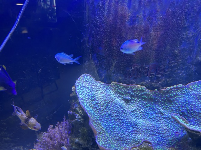 IMG_4709 Medium.jpeg